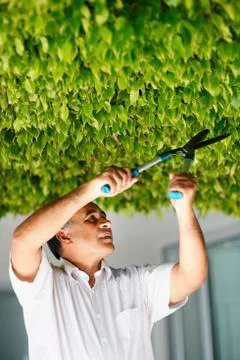 Man trimming tree Stock Photos