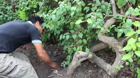 Man trimming trees Stock Footage 45919429