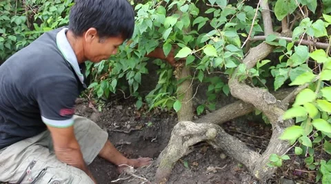 Man trimming trees Stock Footage 45919436