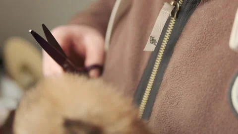 Man trims the ears of a Pomeranian puppy Stock Footage 259335053