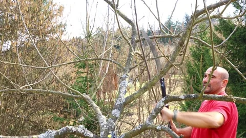 Man trims excess branches on a fruit tree using manual pruning shears Stock Footage 331287352