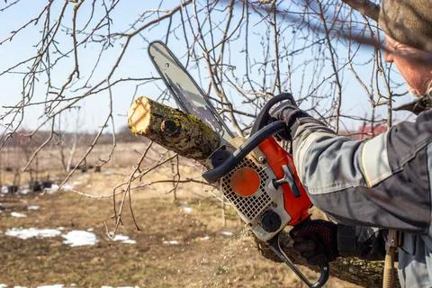 A man trims fruit trees with a chainsaw. Sanitary pruning of trees in the s.. Stockfoto's