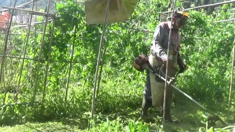 A man trims the grass between the rows in the garden with a trimmer Stock Footage 306917837