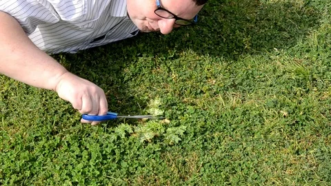 Man trims grass by stationery scissors Video stock 72972407