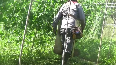 A man trims the grass in the vegetable garden with a lawn mower Stock Footage 306917694