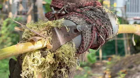 A man trims the outer layer of a sugarcane stalk with a tubular knife while Stock-Footage 331300777