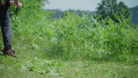 Man trims a patch of tall, vibrant green ferns using a brush cutter in a rural Stock Footage 328394671