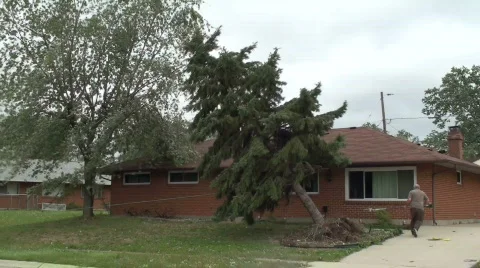 Man triumphantly cuts down tree during windstorm Stock Footage 695957