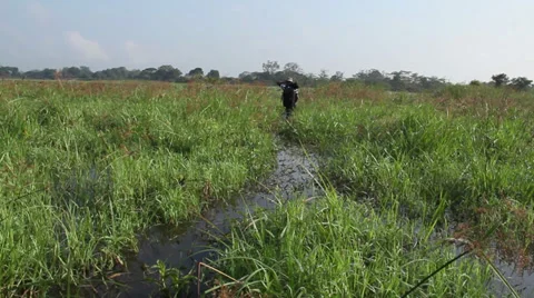 Man trudges through mangroves - 002 Stock Footage 35298045
