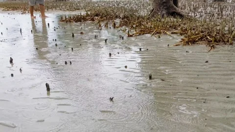 A man trying to catch a crab among mangrove roots. 스톡 동영상 297874844