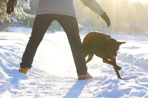 Man trying to catch a dog Stock Photos