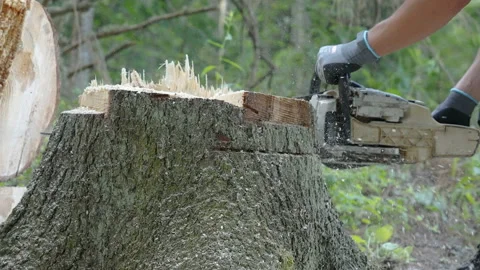 A man trying to cut pieces of the big tree trunk in Estonia Stock Footage 158192910