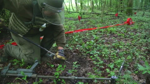 Man trying to detect mine in demining process in the middle of forest. Stock Footage 42174512