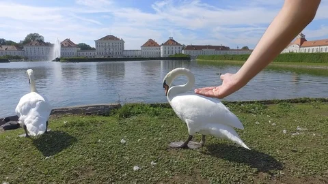 Man trying to feed the swans neat the pond in Nymphenburg Palace in Munich Stock Footage 106599339