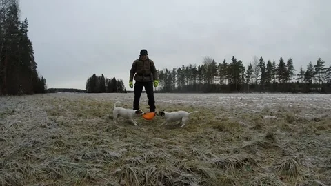 Man trying to get frisbee from two terriers, with no success. Stock Footage 145673396