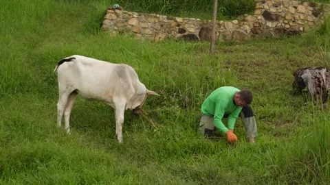 A man trying a rope of the cow Stock Footage 331422600