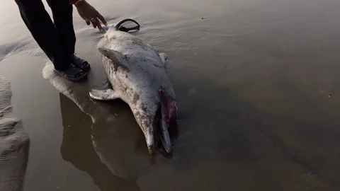 A man is trying to save a dolphin 動画素材 76650555