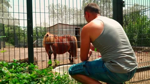 A man is trying to stroke a pony through the bars Stock Footage 133602526