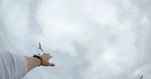 Man trying touch to sea gull Stock Footage 86511863