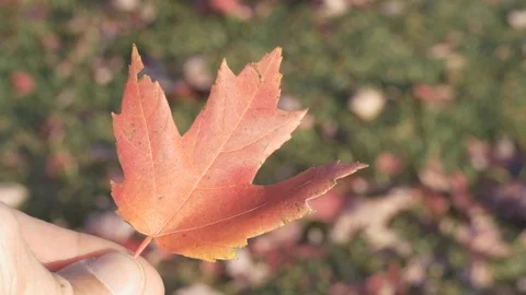 Man turning around an orange maple leaf in fall 4k Video stock 97423962