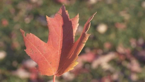 Man turning around an orange maple leaf in fall closeup 4k Stock Footage 97425419