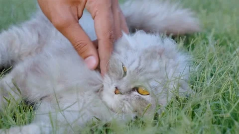 The man is turning his hand over the cat, fluffy Persian cat yawn Stock Footage 238416456
