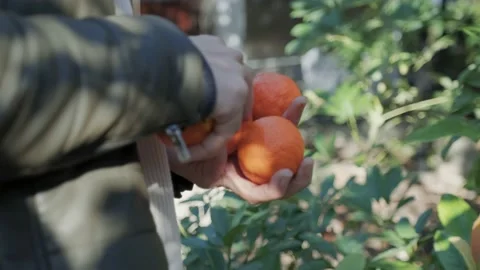 A man turning mandarins in his hands. Blurred green background. Stock Footage 234915145