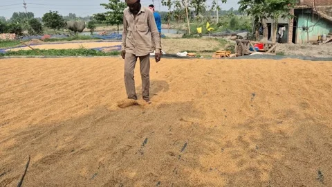 Man Turning Parboiled Paddy Grains With Feet In Bangladesh Stock Footage 338437600
