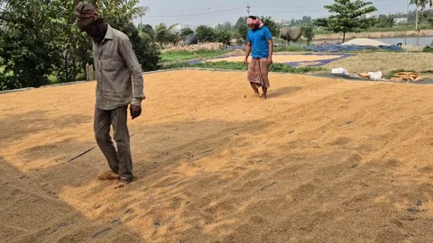 Man Turning Parboiled Paddy Grains With Feet In Bangladesh Stock Footage 338437601