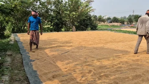 Man Turning Parboiled Paddy Grains With Feet In Bangladesh Stock Footage 338437991