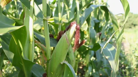Man turns the fruit of corn Stock Footage 65353141