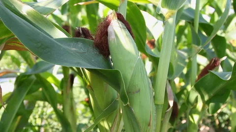 Man turns the fruit of corn Stock Footage 86535234