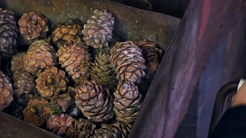 A man turns homemade device for extracting cedar nuts from Siberian pine cones. Stock Footage 175455499