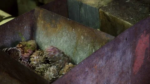 A man turns homemade device for extracting cedar nuts from Siberian pine cones. Video stock 186243000