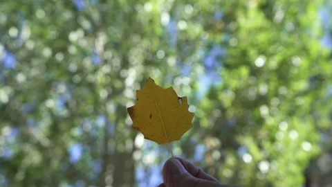 A man twirling an Autumn leaf at the beginning of Fall Video stock 253760550