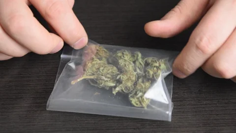 Man twists a pack of marijauna buds in his hands. Stock Footage