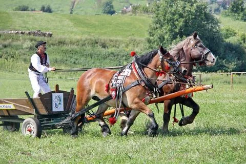 Man with two decorated draft horses competes in a horse-drawn cart event Stock Photos