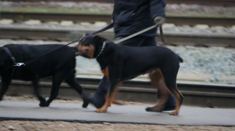 Man with two dogs on leash moving across railway passage 4k Stock Footage 45038828