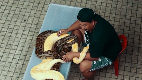 A man with two pythons in the street Stock Footage 72607132