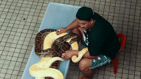 A man with two pythons in the street Stock Footage 237508594