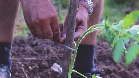 Man tying down the young tomato plant for a stick1 Stock Footage 91922646