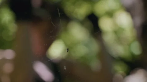 Man tying headband behind cobweb and spider in forest survival training Stock Footage 316947002