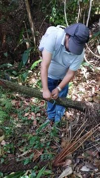 Man Tying Roots In The Forest Stock Photos