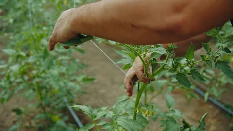 Man tying tomato plant to support string in greenhouse Stock Footage 313666342