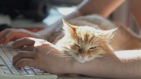 animal typing computer
