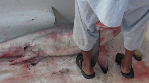 Man unloading a dead shark from car - Dubai fish market  Stock Footage 30482495