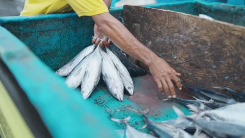 Man unloading fish from boat in ocean environment with blue interior and wooden Video stock 328027420