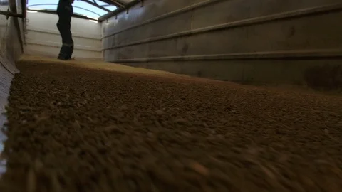 Man unloading wheat from truck Stock Footage 125043547