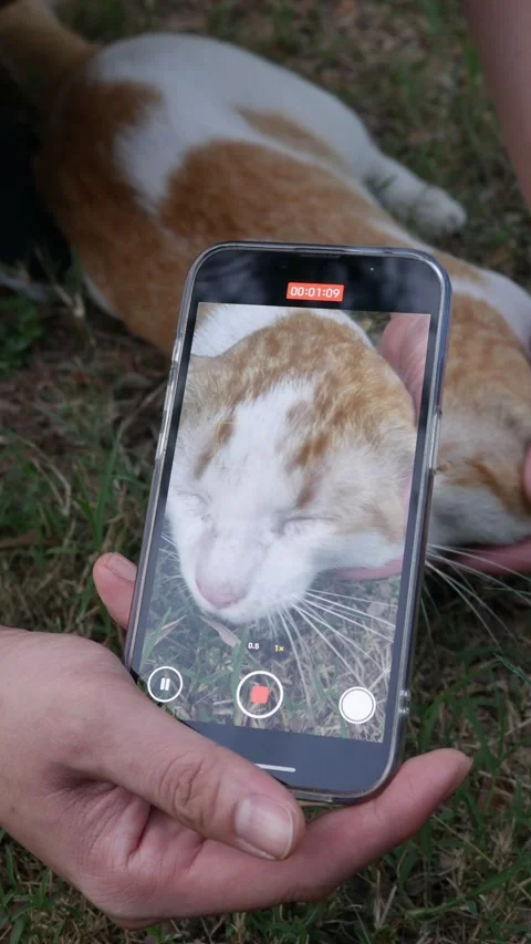 Man use smartphone take a video and picture of cat. Stock Footage 306779655