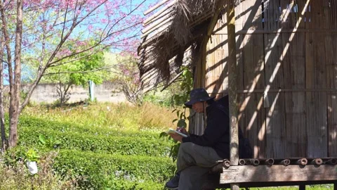 Man use tablet and work at country cabin with pink cherry blossom tree Stock Footage 267069036